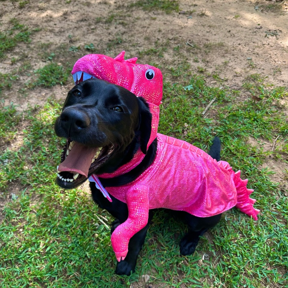 Dino dog Halloween costume
